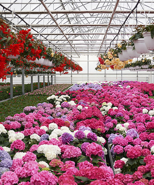 floricultura1