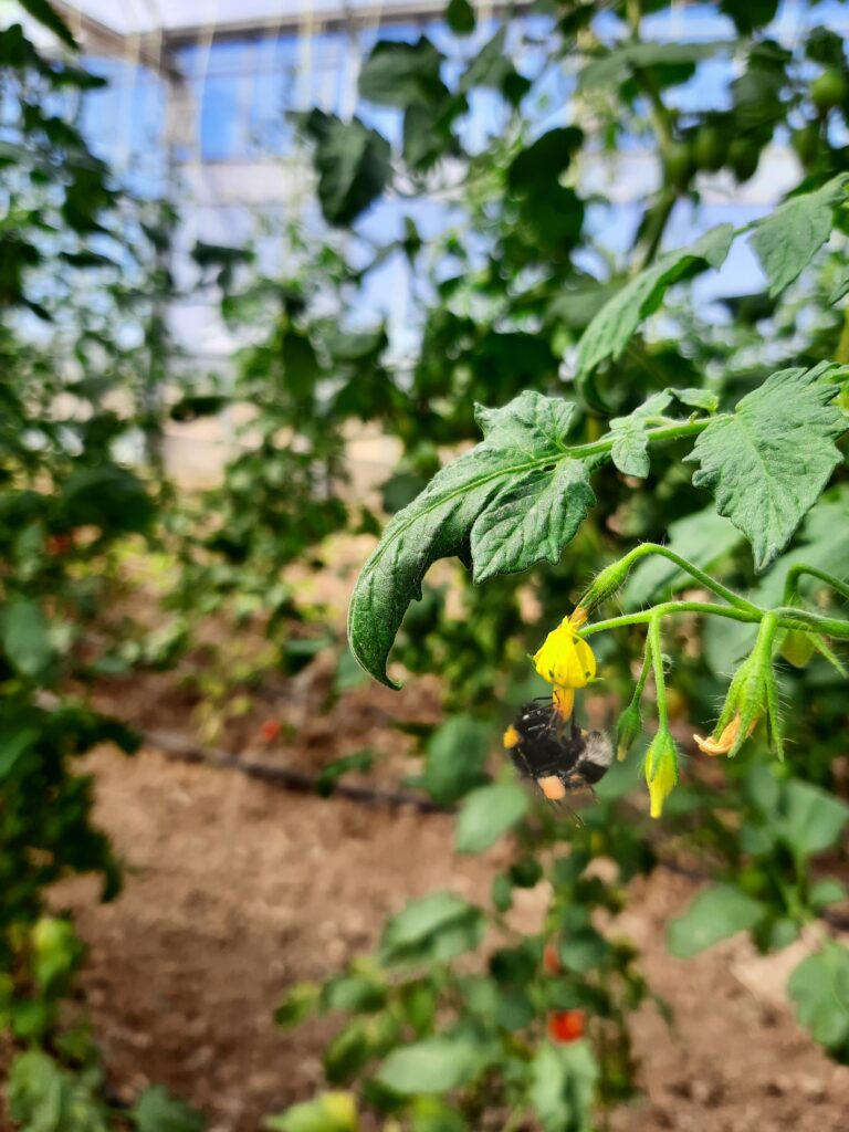 bumplebee on our greenhouse