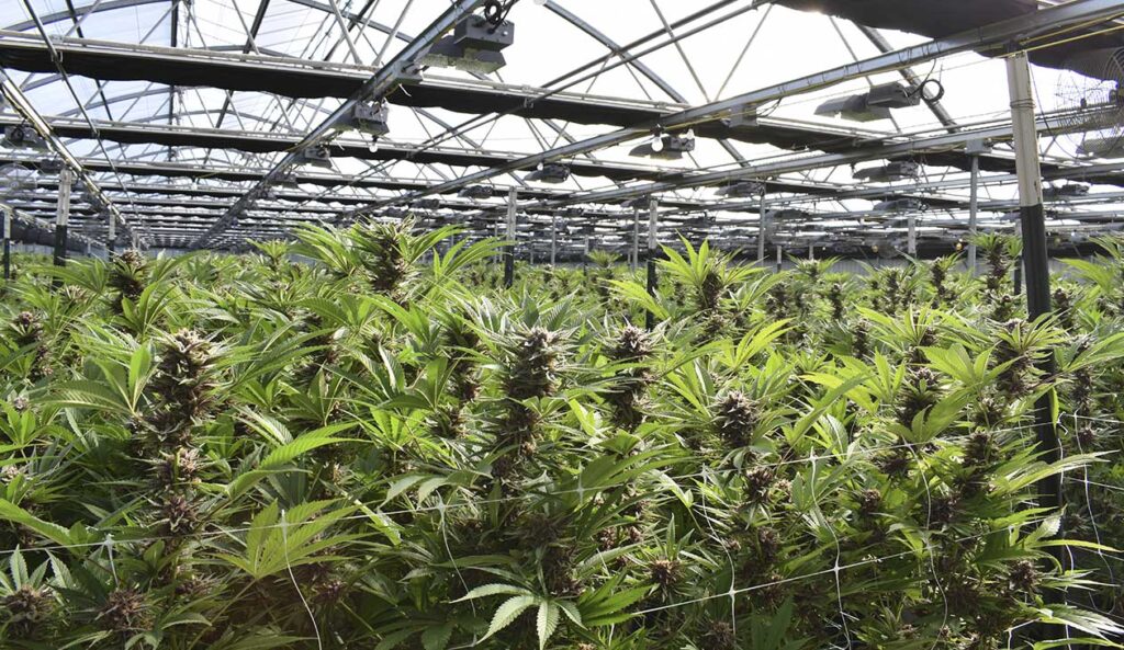 cannabis medicinal